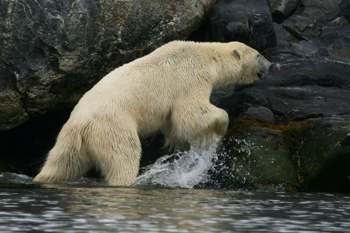 Polar Bear, Spitzbergen