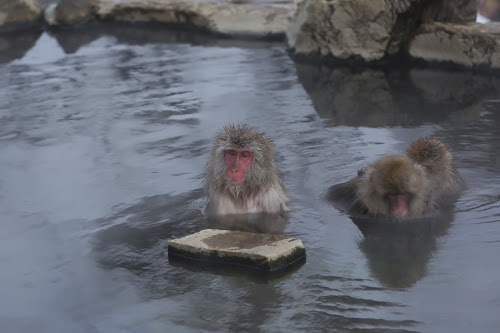 Snow Monkeys,  Japan