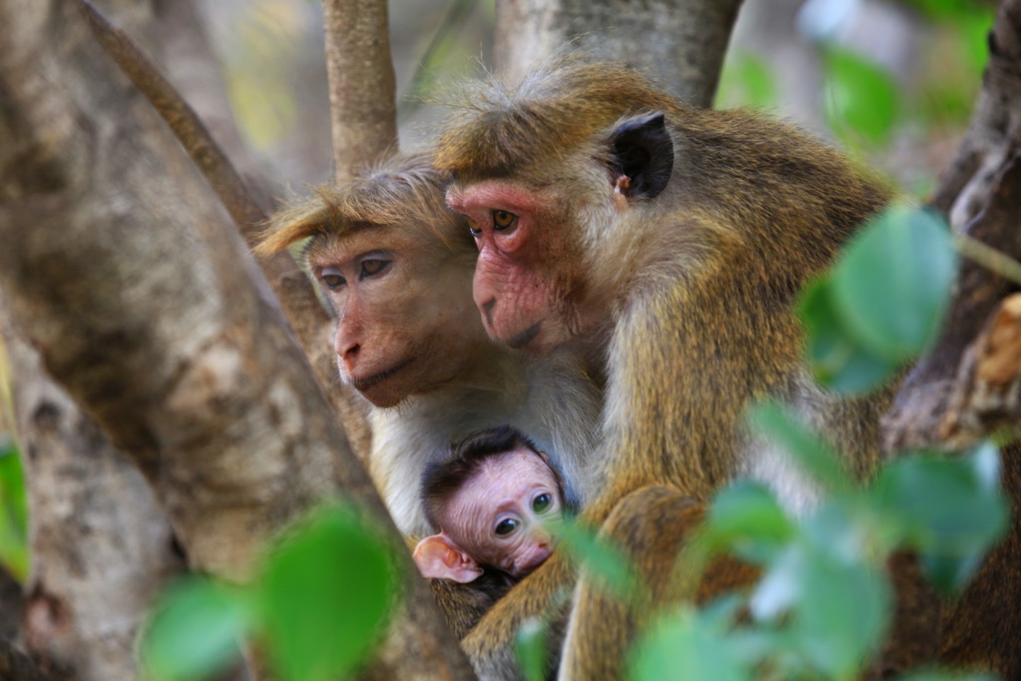 Sri Lanka