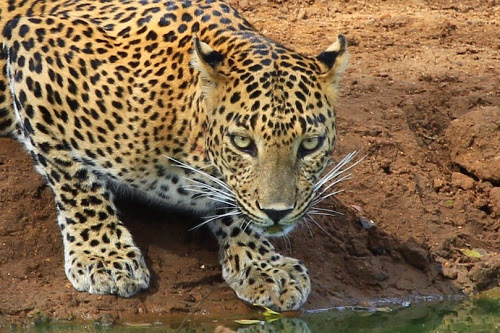 Leopard Yala National Park, Sri Lanka