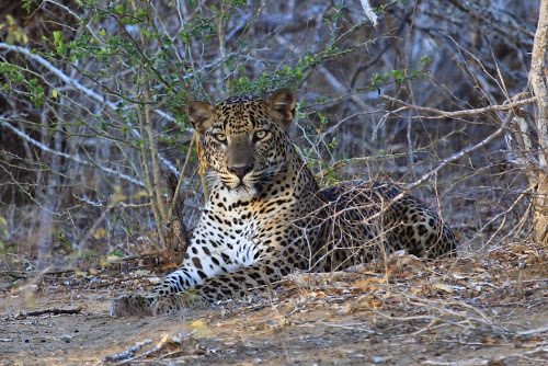 Leopard, Sri Lanka