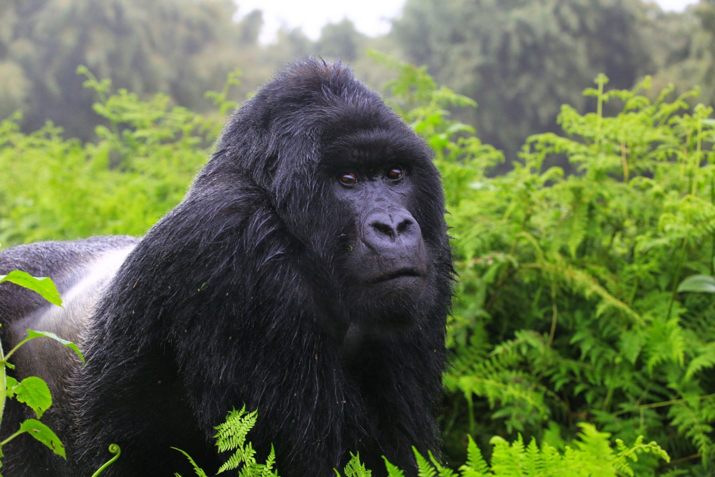 Gorillas, Rwanda