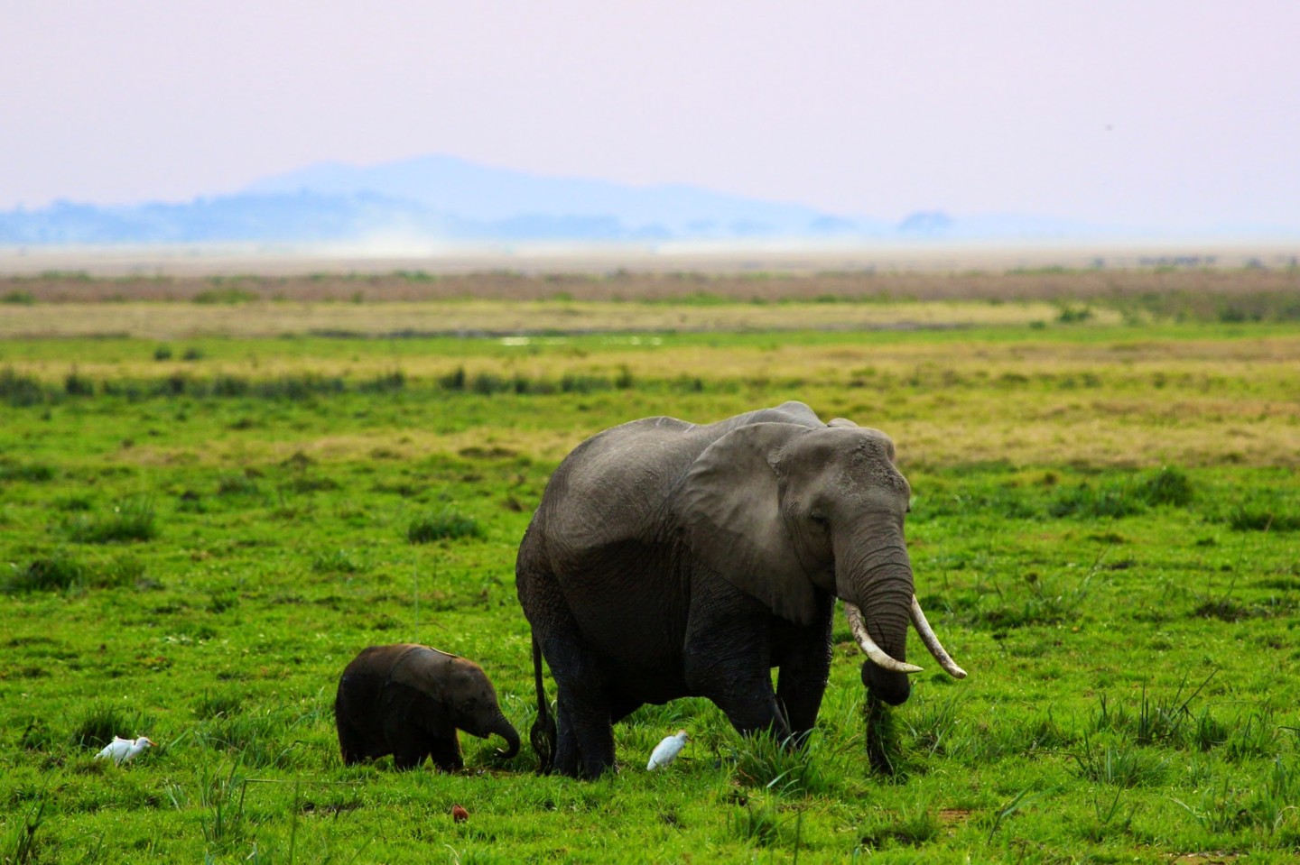 Mt Kilimanjaro, Africa