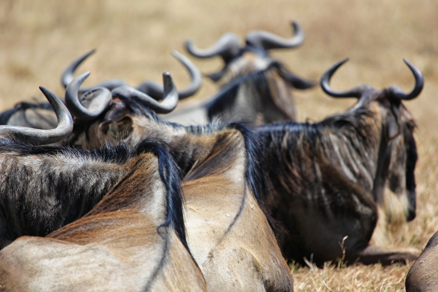 Wildebeest, Tanzania