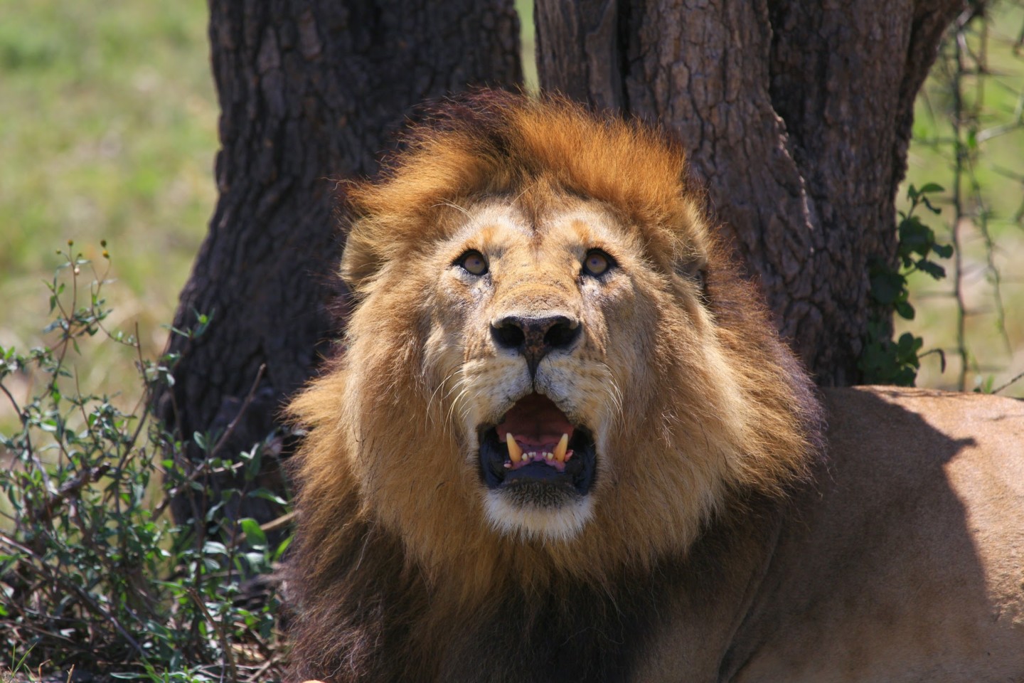 Male Lion, Maasai Mara, Africa