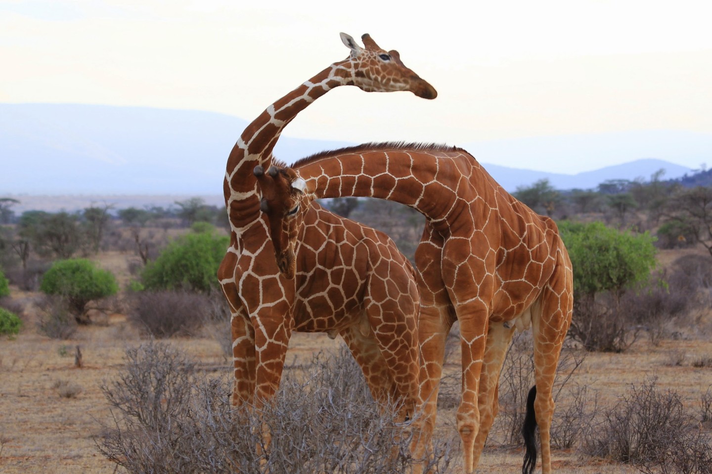 Fighting Giraffes, Tanzania