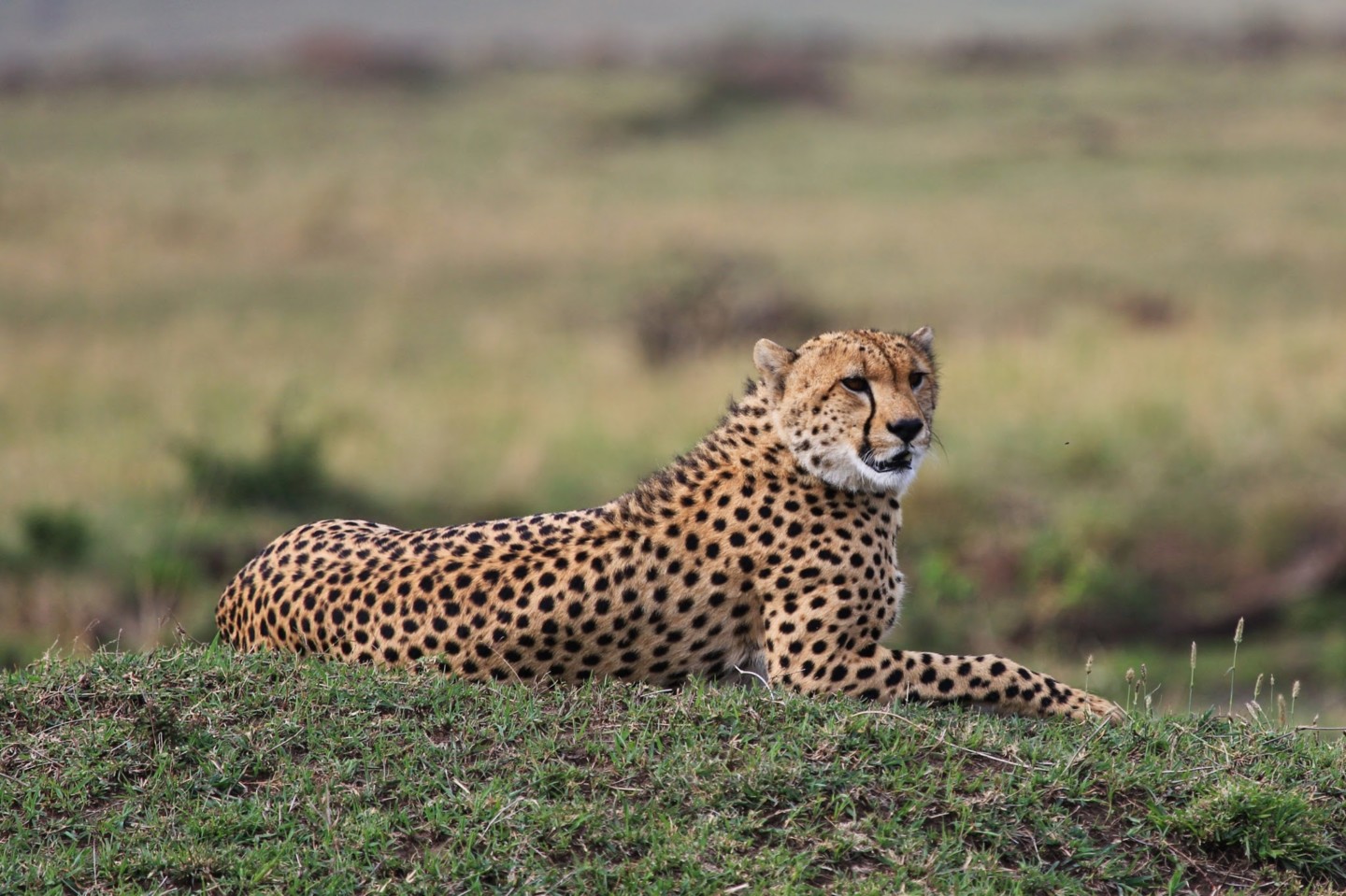 Leopard, Maasai Mara, Africa