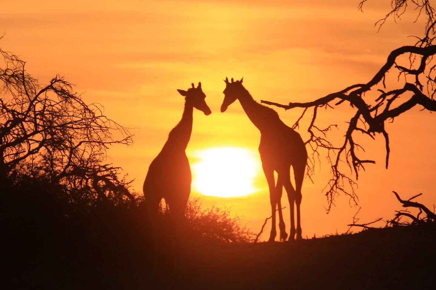 Giraffes at Sunset, Africa