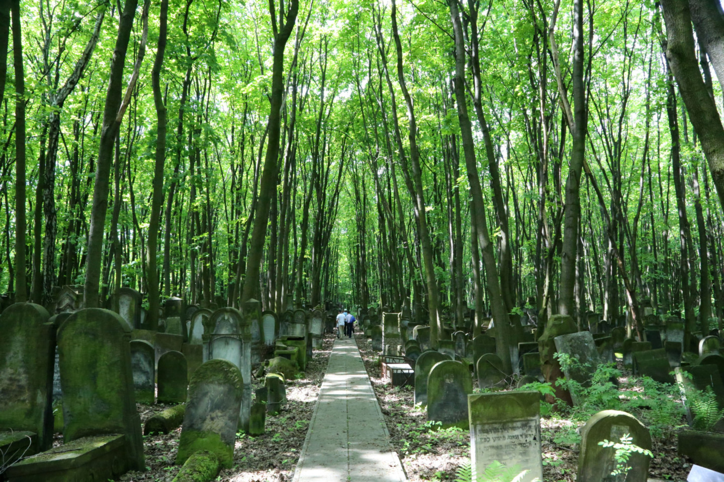 Jewish Cemetry, Warsaw