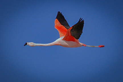 Flamingo, Attacama Desert, Chile