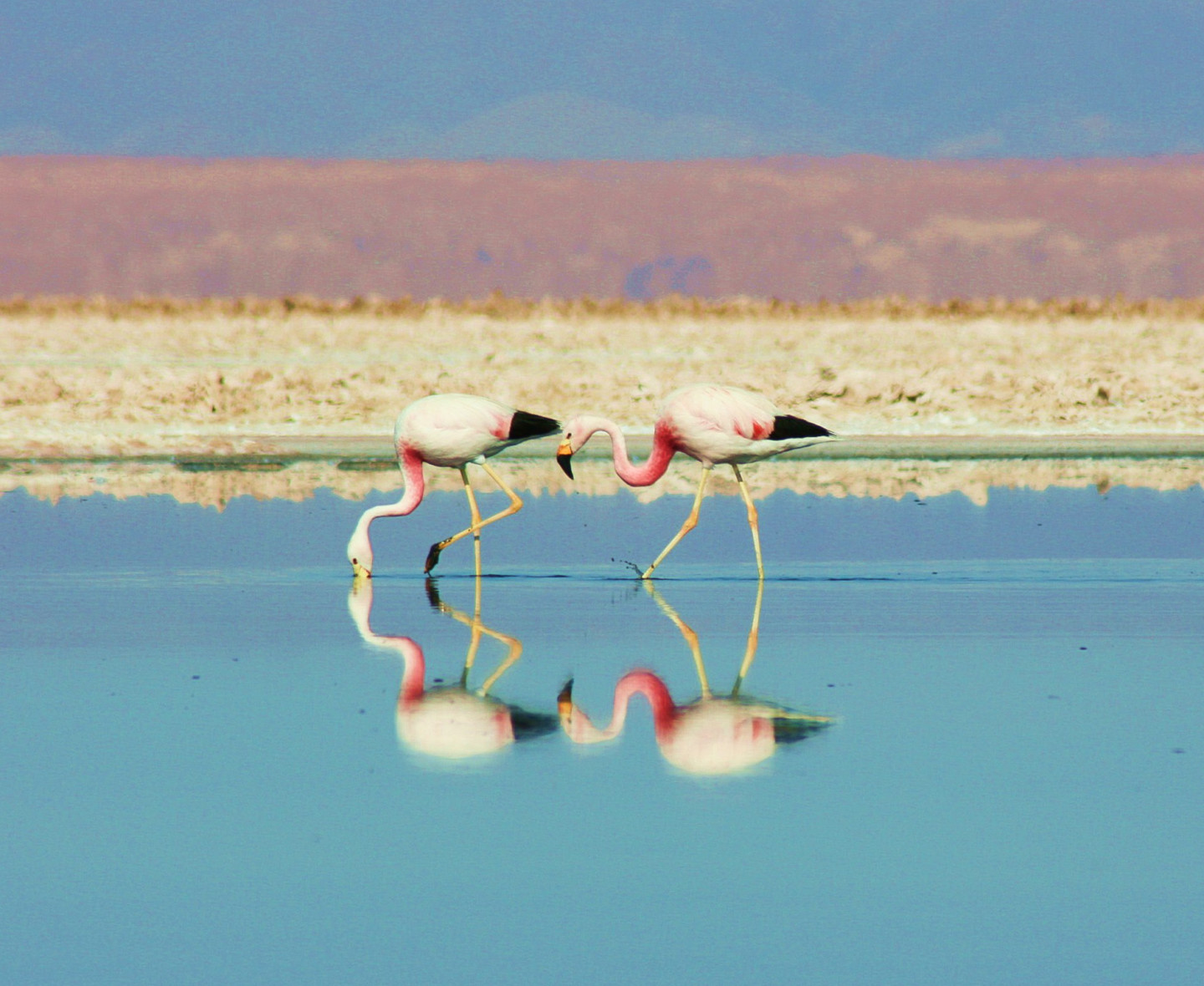 Flamingoes, Atacama Desert, Chile