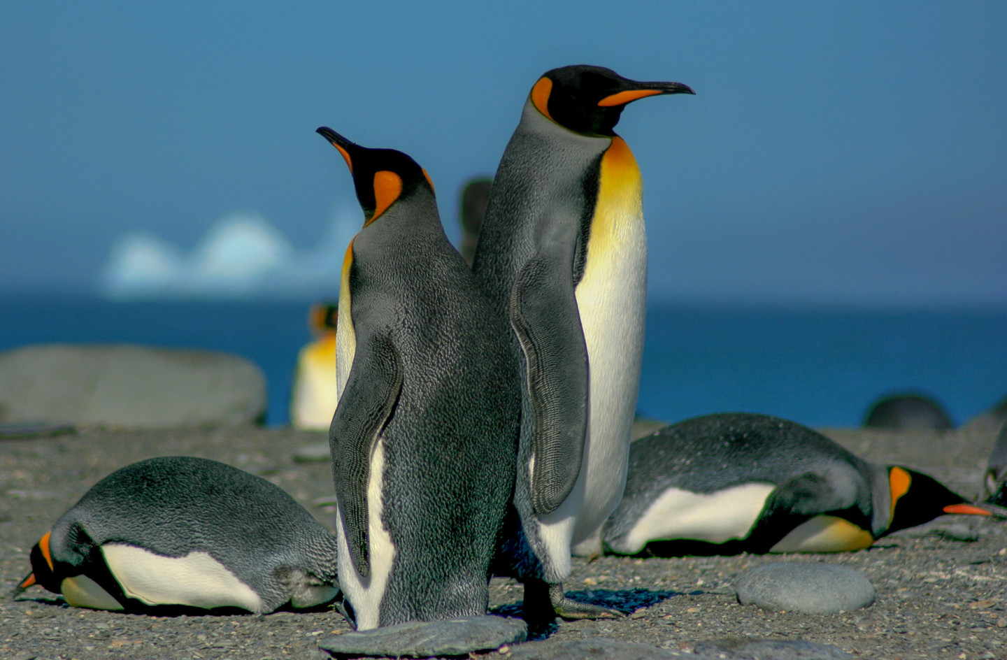 King Penguins, Antarctica