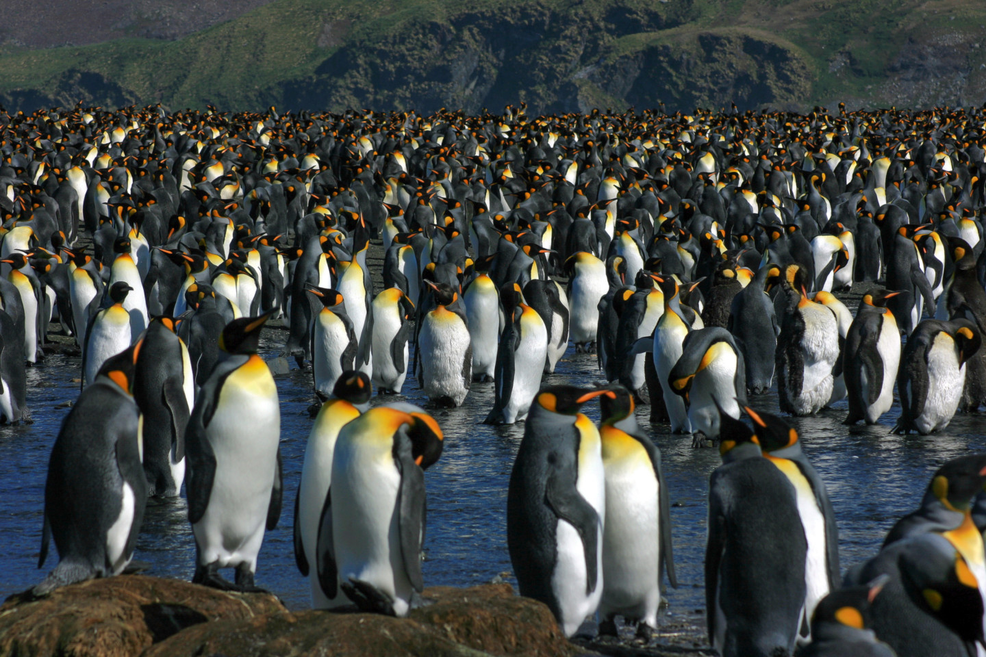 King Penguins, Antarctica