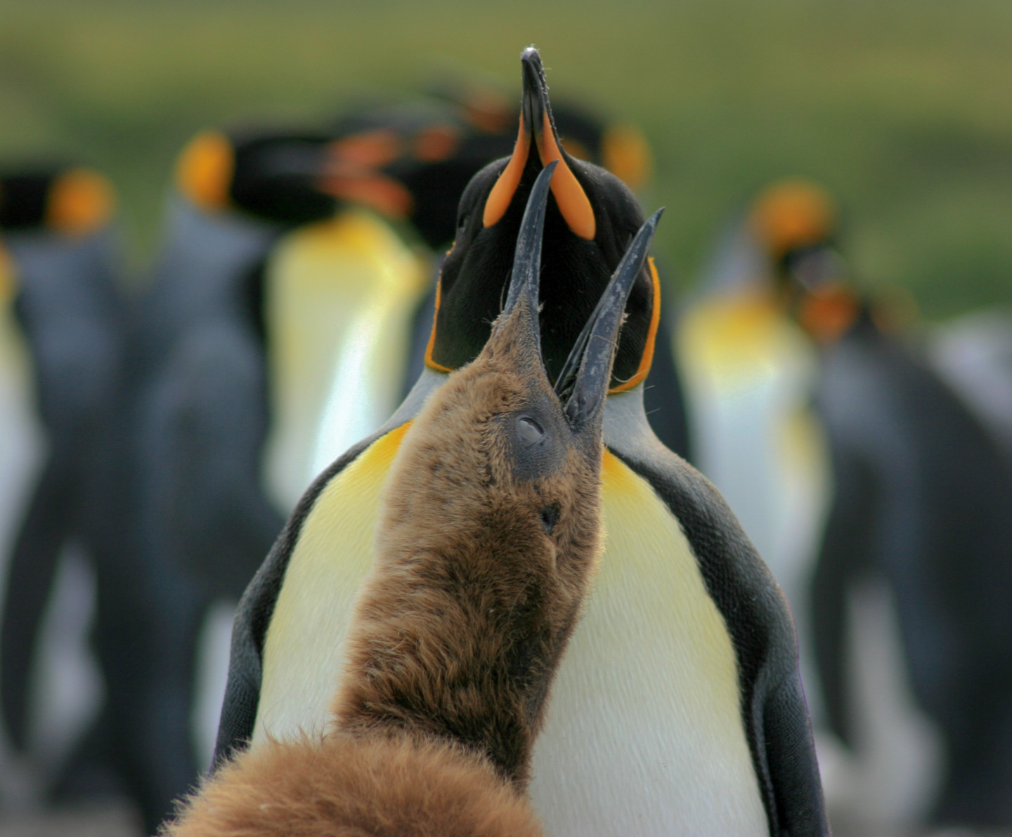 King Penguins, Antarctica