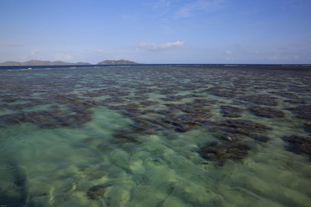 coral reef as seen from the surface between dives