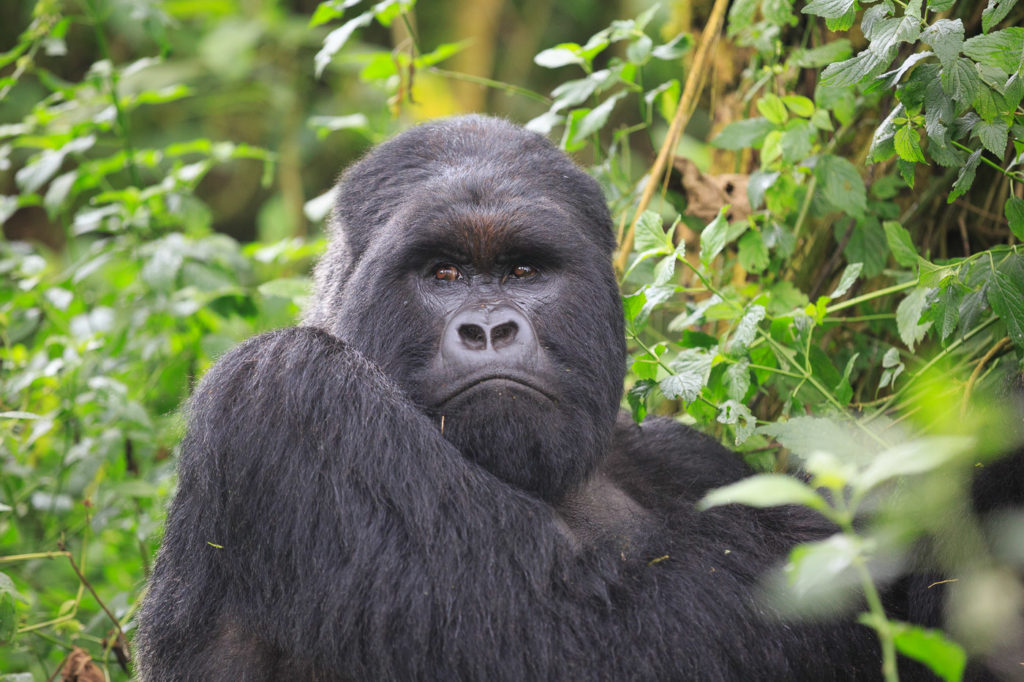 Silverback from the Kwiionda Group
