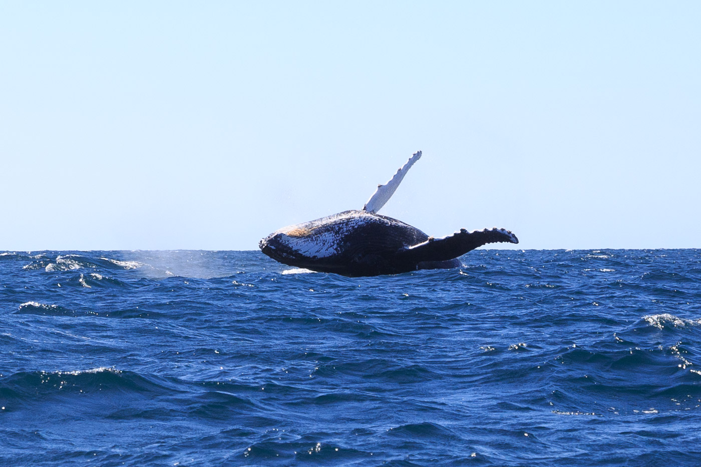 Humpback Whale afloat