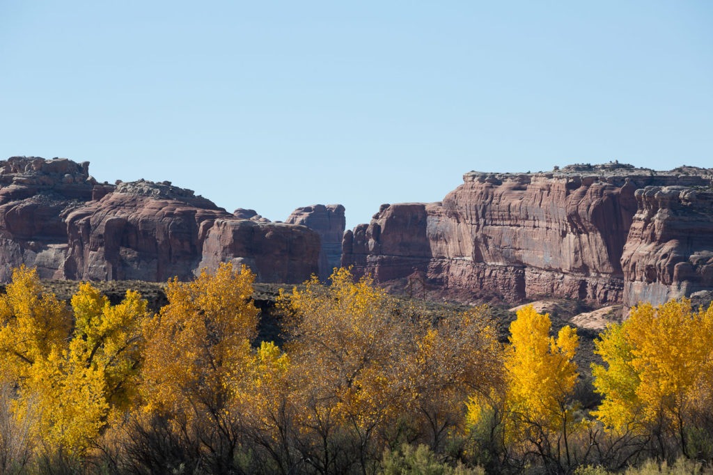 Autumn coloured Cotton trees in Canyonlands