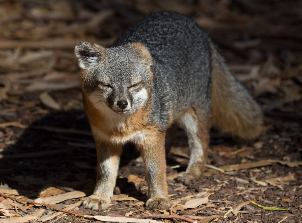 Island native fox