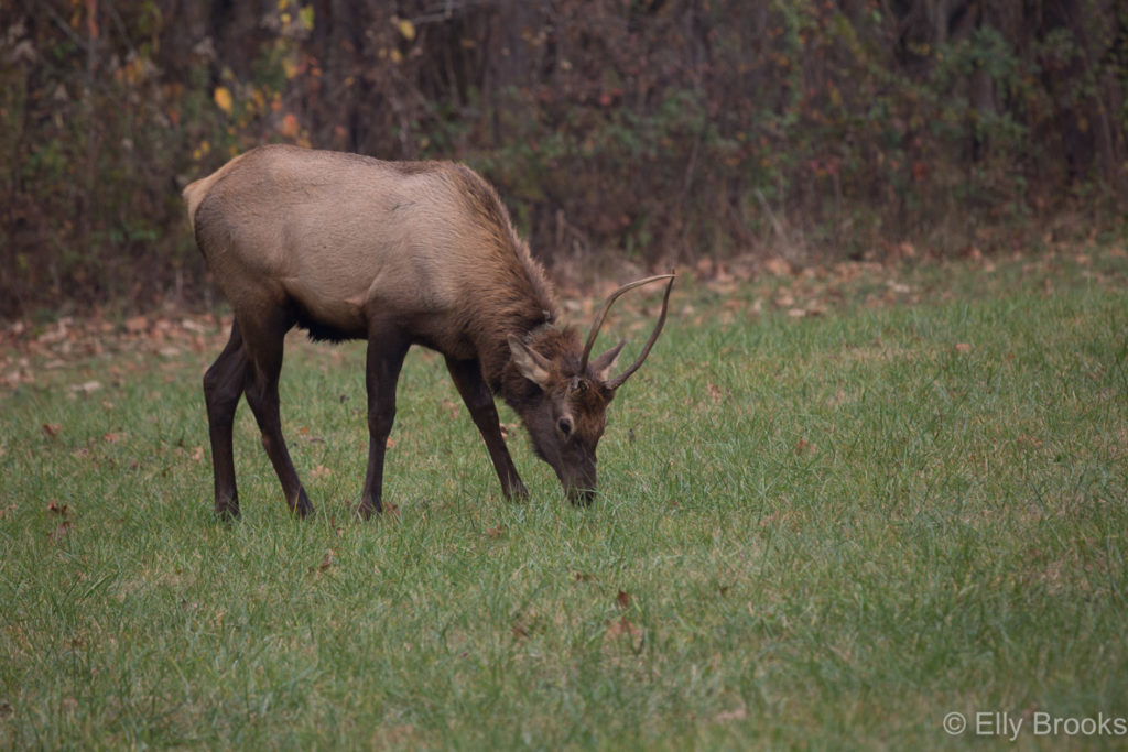 Elk grazing