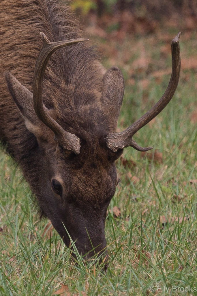 Elk on a meadow