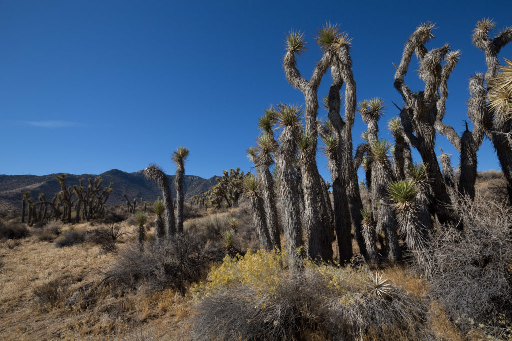 Cactus iaround Arizona