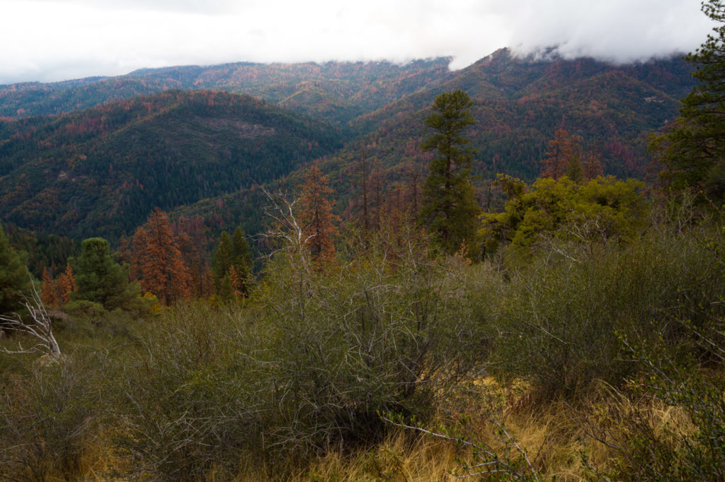 Pine forests approaching Yosemite