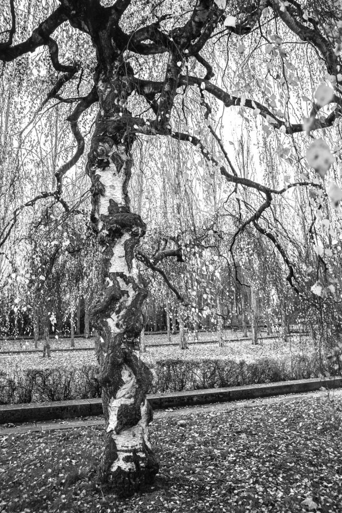 Winter trees in Treptower park